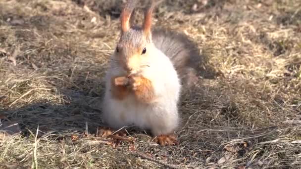 Un écureuil mignon et moelleux grignote des pignons de pin sur le sol, au début du printemps par une journée ensoleillée. Les animaux se réveillent de l'hibernation dans un parc urbain .