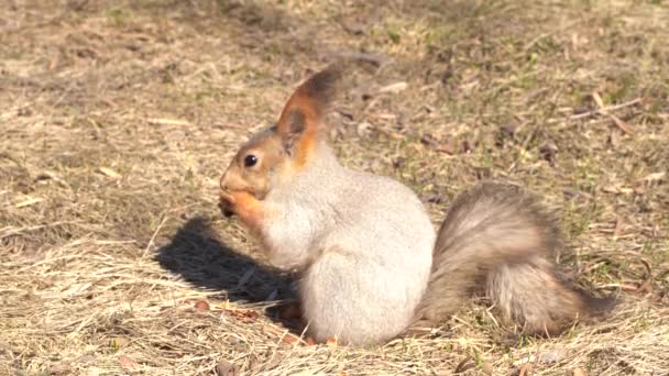 Cute Fluffy Squirrel Nibbles Pine Nuts Ground Early Spring Sunny — Stock Video