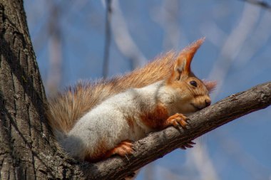Kırmızı kabarık bir sincap, güneşli bir günde baharın başlarında yerde çam fıstığı kemirir. Hayvanlar bir şehir parkında kış uykusundan uyanıyor..