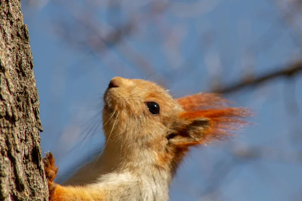 Ein Rotes Flauschiges Eichhörnchen Knabbert Einem Sonnigen Frühlingstag Pinienkerne Auf — Stockfoto