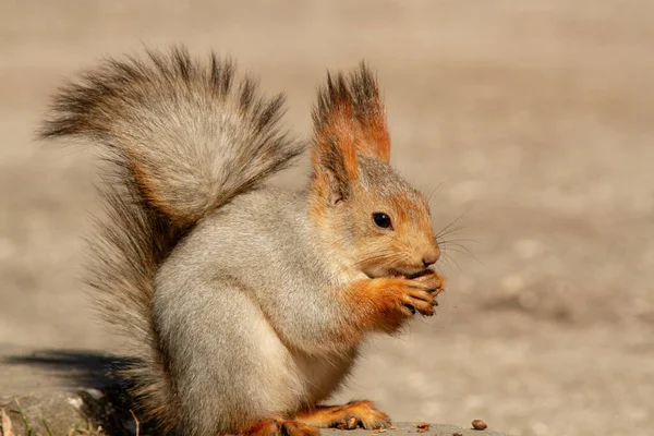 Ein Rotes Flauschiges Eichhörnchen Knabbert Einem Sonnigen Frühlingstag Pinienkerne Auf — Stockfoto
