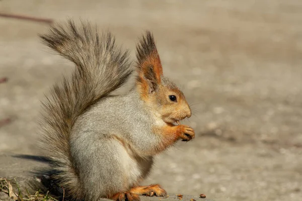 赤いふわふわのリスのニブルは 晴れた日の早春に地面にナッツを松 動物は都市公園の冬眠から覚めています — ストック写真