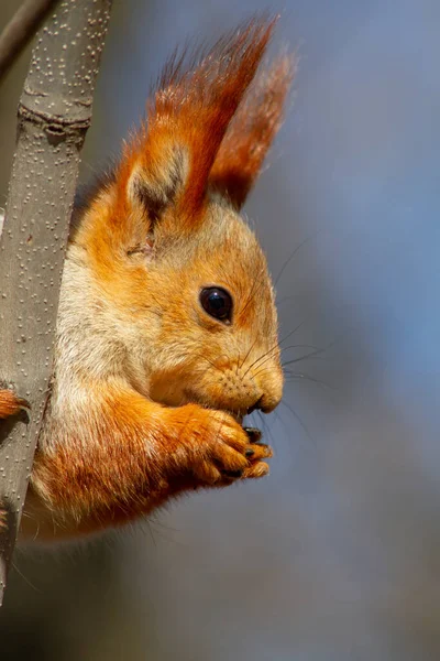 Red Fluffy Squirrel Nibbles Pine Nuts Ground Early Spring Sunny — Stock Photo, Image