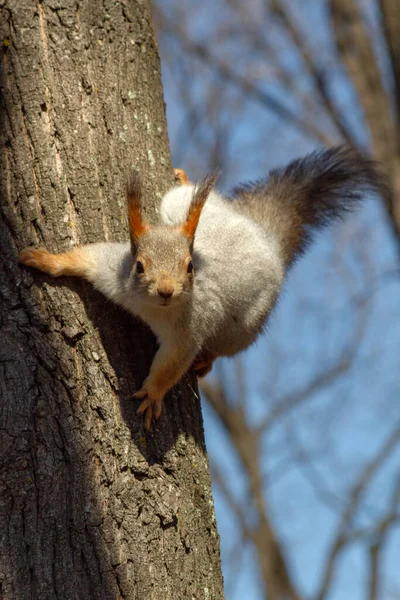 Red Fluffy Squirrel Nibbles Pine Nuts Ground Early Spring Sunny — Stock Photo, Image