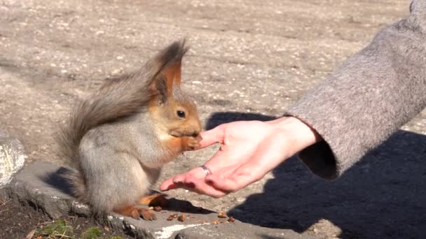 在春天里的一个阳光明媚的日子里 一只红色毛茸茸的松鼠在地上啃食松果 动物从城市公园的冬眠中醒来 — 图库视频影像