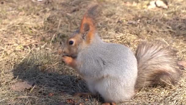 Una Ardilla Peluda Roja Mordisquea Piñones Suelo Principios Primavera Día — Vídeo de stock