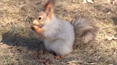 Kırmızı kabarık bir sincap, güneşli bir günde baharın başlarında yerde çam fıstığı kemirir. Hayvanlar bir şehir parkında kış uykusundan uyanıyor..