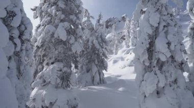 Dağlarda karla kaplı köknar ağaçları olan kış ormanı. Spruce Ormanı 'nda güneşli bir şubat günü. Ağaçlar kafalarının tepesine kadar karla kaplı..