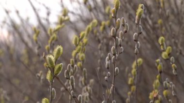 Güneşli bir bahar gününde, kahverengi bir arka planda, bir keçi söğüdünün çiçek açan bir dalı. Baharın başında. Nisan.