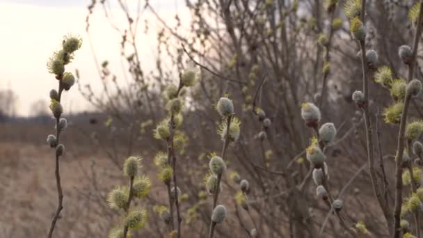Egy Kecskefűzfa Virágzó Ága Barna Háttérrel Egy Napos Tavaszi Napon — Stock videók