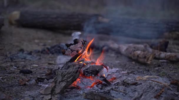 Vuur Voorjaarsvuur Het Bos Avonds Bij Brand Een Open Plek — Stockvideo