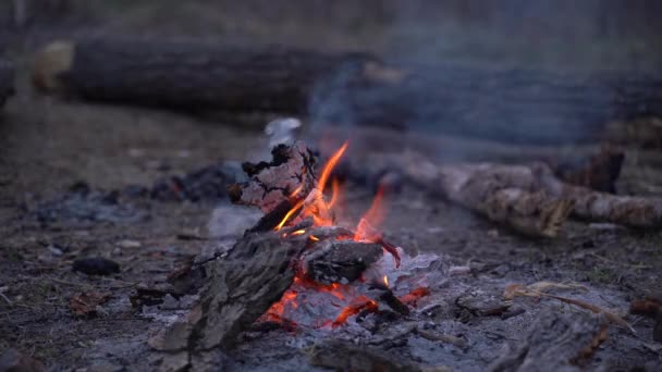 Fuego Fuego Primavera Bosque Por Noche Junto Fuego Claro Del — Vídeos de Stock