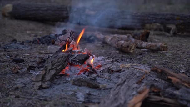 Fuoco Incendio Primaverile Nella Foresta Sera Vicino Fuoco Una Radura — Video Stock