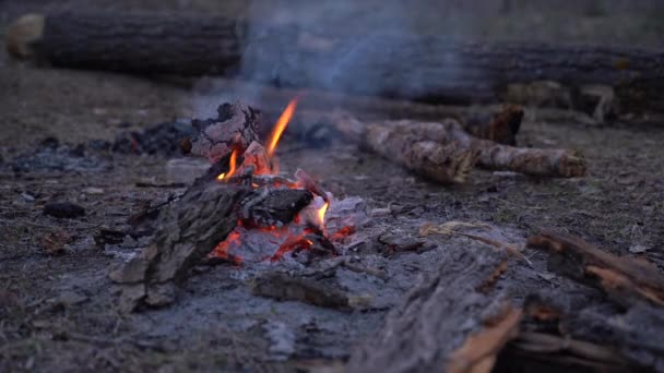 Fogo Fogo Primavera Floresta Noite Perto Fogo Uma Clareira Florestal — Vídeo de Stock