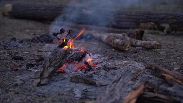 森林里的春火 傍晚时分 在森林空地的火边 — 图库视频影像