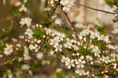 İlkbaharda beyaz kiraz çiçeği ve elma ağacının eski bir fotoğrafı, güneşli bir bahar gününde çiçek açan bir bahçe, mayıs.