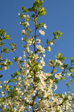 İlkbaharda beyaz kiraz çiçeği ve elma ağacının eski bir fotoğrafı, güneşli bir bahar gününde çiçek açan bir bahçe, mayıs.