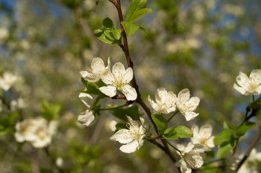 İlkbaharda beyaz kiraz çiçeği ve elma ağacının eski bir fotoğrafı, güneşli bir bahar gününde çiçek açan bir bahçe, mayıs.