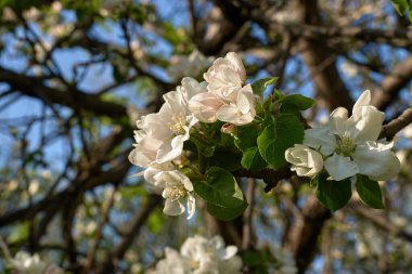 İlkbaharda beyaz kiraz çiçeği ve elma ağacının eski bir fotoğrafı, güneşli bir bahar gününde çiçek açan bir bahçe, mayıs.