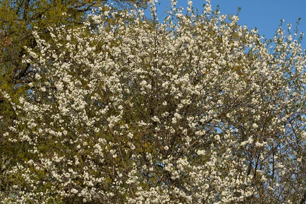 Ročník Fotografie Bílého Třešňového Květu Jabloně Jaře Kvetoucí Zahrada Slunečného — Stock fotografie