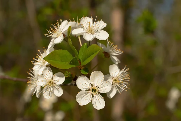 Foto Vintage Fiore Ciliegio Bianco Melo Primavera Giardino Fiorito Una — Foto Stock