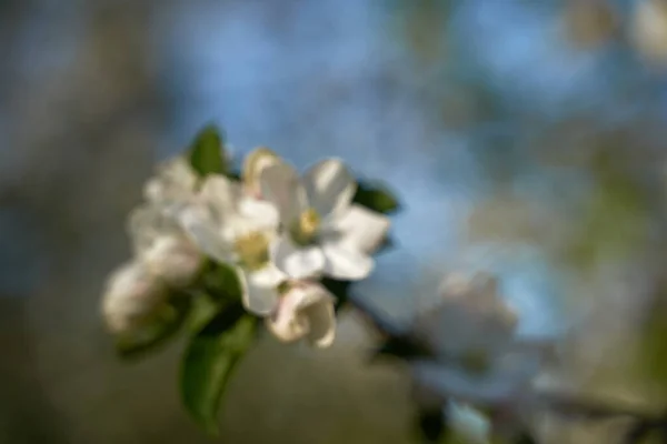 Урожайне Фото Білої Вишневої Квітки Яблуні Навесні Квітучого Саду Сонячний — стокове фото