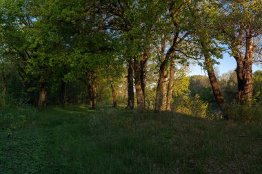 Gölün üstünde şafak. Gün batımında parlayan parlak ışık bulutlarıyla güzel bir akşam masmavi gökyüzü. Sıcak yaz akşamı gün batımında.