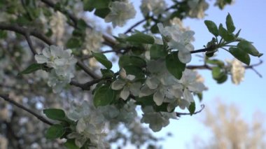 Güzel kiraz çiçekleri ilkbaharda mavi üzerine Sakura, yaban arısı kiraz çiçeklerini döller. Mayıs.
