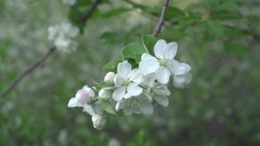 Güzel kiraz çiçekleri ilkbaharda mavi üzerine Sakura, yaban arısı kiraz çiçeklerini döller. Mayıs.