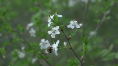 Güzel kiraz çiçekleri ilkbaharda mavi üzerine Sakura, yaban arısı kiraz çiçeklerini döller. Mayıs.