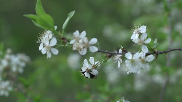 Όμορφα Άνθη Κερασιάς Sakura Την Άνοιξη Πάνω Από Μπλε Bumblebee — Αρχείο Βίντεο