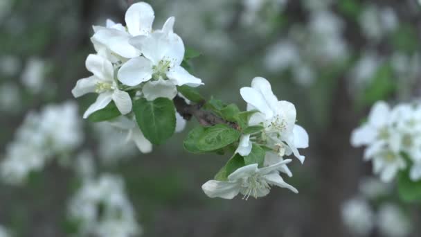 Hermosas Flores Cerezo Sakura Primavera Sobre Azul Abejorros Poliniza Flores — Vídeos de Stock