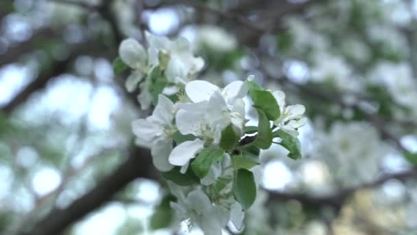 Прекрасная Вишня Цветет Сакура Весной Над Синей Шмель Опыляет Вишневые — стоковое видео