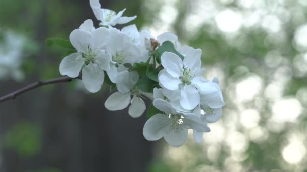 美しい桜春に青の上に桜 バンブルビーは桜の花を受粉させます — ストック動画