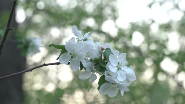 Прекрасная Вишня Цветет Сакура Весной Над Синей Шмель Опыляет Вишневые — стоковое видео