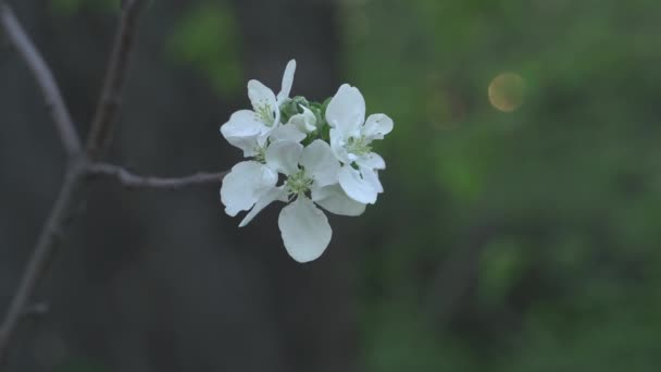 Όμορφα Άνθη Κερασιάς Sakura Την Άνοιξη Πάνω Από Μπλε Bumblebee — Αρχείο Βίντεο