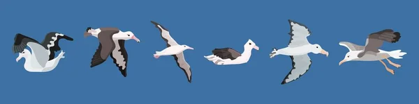 Albatrossvogel der südlichen Meere und der Antarktis — Stockvektor