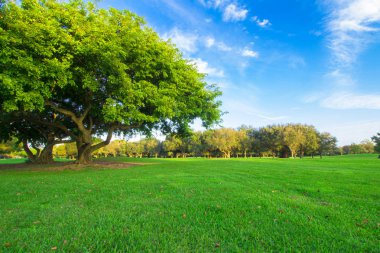 Yeşil Yaz manzara arka plan
