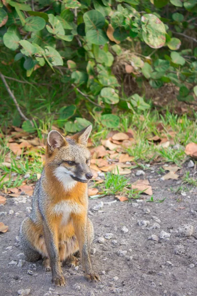 Bonito selvagem raposa esperando no o deserto — Fotografia de Stock