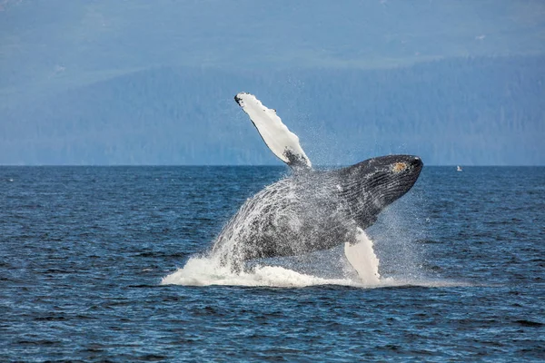 Ballena voladora. Alaska. Imagen de stock