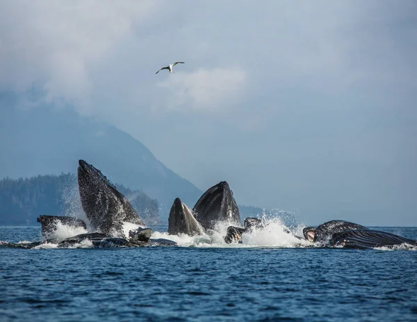 Las ballenas son cazadas Imagen de archivo