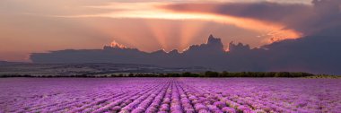 Lavender fields in Crimea