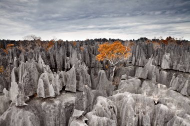 Tsingy de Bemaraha. Madagascar. clipart