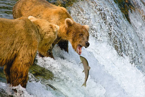 Osos. Pescado. Pesca. Alaska. — Foto de Stock