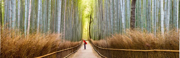 Bambu. Forest Sagano. Japão Imagem De Stock