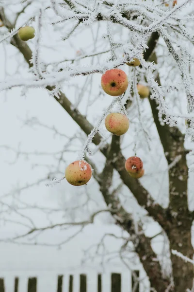 Замороженная яблоня, покрытая льдом — стоковое фото