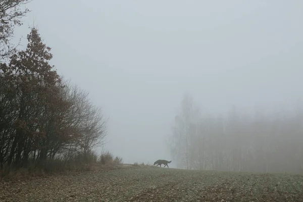 Perro negro en el campo — Foto de Stock