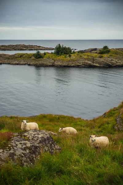 Pastoreo de ovejas en el puerto noruego . — Foto de Stock