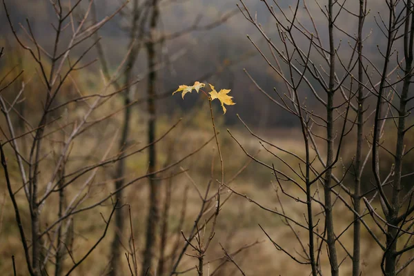 Amor de otoño en el bosque — Foto de Stock