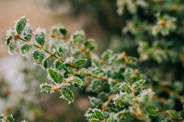 Yeşil yapraklarla kaplı buz